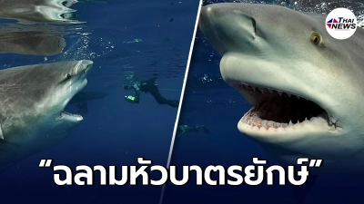 นักดำน้ำอเมริกัน เสี่ยงชีวิตลงไปถ่ายภาพ ฉลามหัวบาตรยักษ์ ระยะประชิด