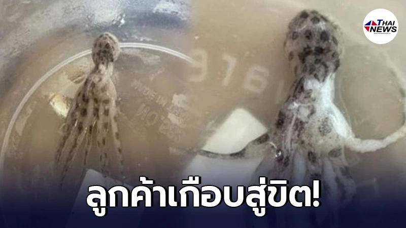เจอ "หมึกบลูริง" จากร้านหมูกระทะชื่อดัง ซื้อกลับบ้าน กิโลกรัมละ 99 บาท เจอ "หมึกบลูริง" จากร้านหมูกระทะชื่อดัง ซื้อกลับบ้าน กิโลกรัมละ 99 บาท