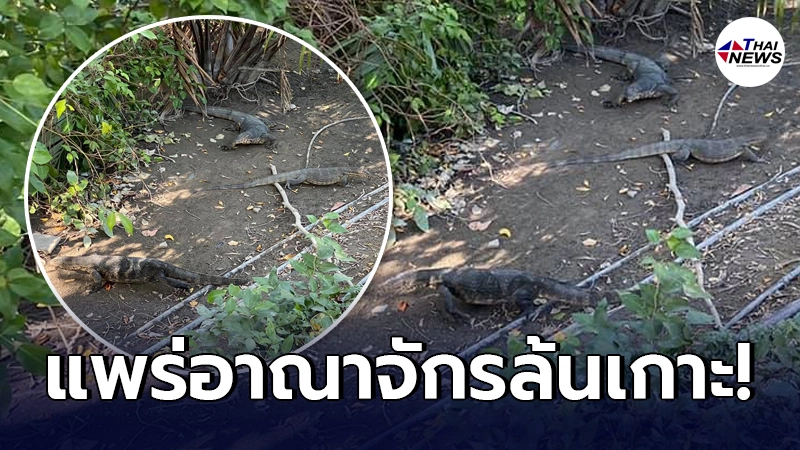 หนุ่มประกาศตามหา ผู้ใจดี หรือ หน่วยงาน รับ "ตัวเงินตัวทอง" ไปดูแลต่อ หนุ่มประกาศตามหา ผู้ใจดี หรือ หน่วยงาน รับ "ตัวเงินตัวทอง" ไปดูแลต่อ