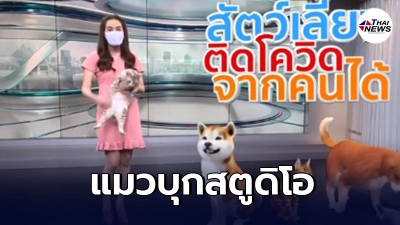 แมวบุกสตูดิโอ สำนักข่าวไทย ยึดรายการพยากรณ์อากาศ ขโมยซีนผู้ประกาศสาว