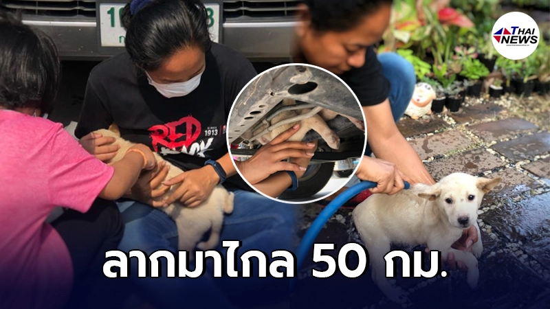 ลูกหมาติดใต้ท้องรถ ลากมาไกลกว่า 50 กม. แก่งกระจานถึงบางบัวทอง ลูกหมาติดใต้ท้องรถ ลากมาไกลกว่า 50 กม. แก่งกระจานถึงบางบัวทอง