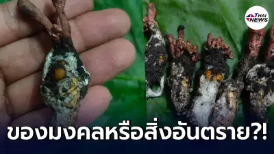 สาวไปขุดหาของป่า เจอสิ่งของหายาก ชาวเน็ตฮือฮาบอกว่ามันคือ ถั่งเช่าไทย