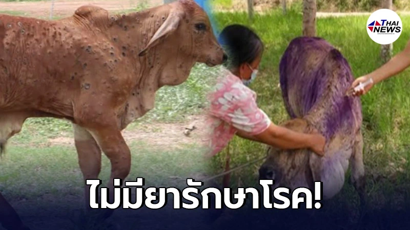 โรคลัมปีสกิน ทำวัวป่วยลาม 20 จังหวัด กรมปศุสัตว์ประกาศพื้นที่โรคระบาด โรคลัมปีสกิน ทำวัวป่วยลาม 20 จังหวัด กรมปศุสัตว์ประกาศพื้นที่โรคระบาด