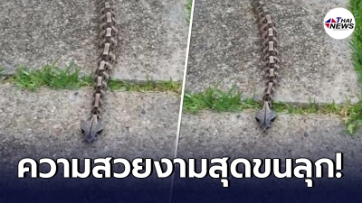 เปิดภาพ งูพิษสุดแปลก ตัวสั้นป้อมเหมือนหนอน มีลายตัวคล้ายโครงกระดูก