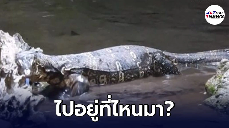 ชาวจีนสุดฮือฮา พบตัวเงินตัวทอง ครั้งแรกในรอบ 10 ปี กำลังออกหาอาหาร! ชาวจีนสุดฮือฮา พบตัวเงินตัวทอง ครั้งแรกในรอบ 10 ปี กำลังออกหาอาหาร!