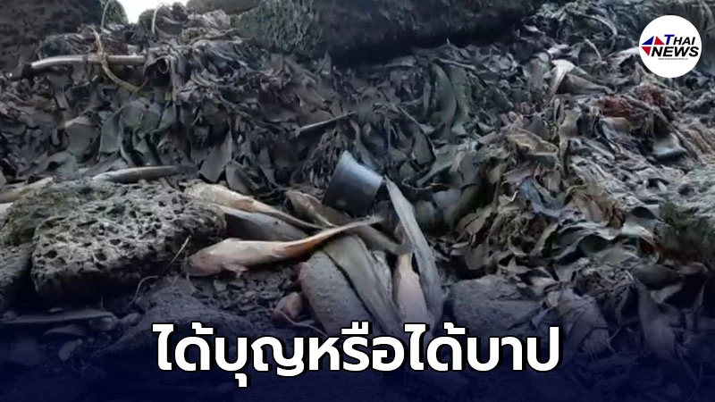 ปล่อยปลาได้บุญหรือได้บาป ใต้สะพานพุทธ พบเป็นปลาดุกหลายสิบโล