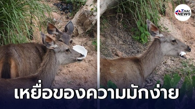 มนุษย์สุดมักง่ายทิ้งขยะไม่เป็นที่ ทำกวางป่ากัดกินถ้วยโฟม คาบติดคาปาก