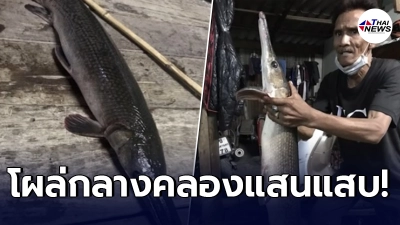 ชาวบ้านแตกตื่น ปลาเพชรฆาต ลุ่มแม่น้ำอเมริกา โผล่คลองแสนแสบ หวั่นมีอันตราย