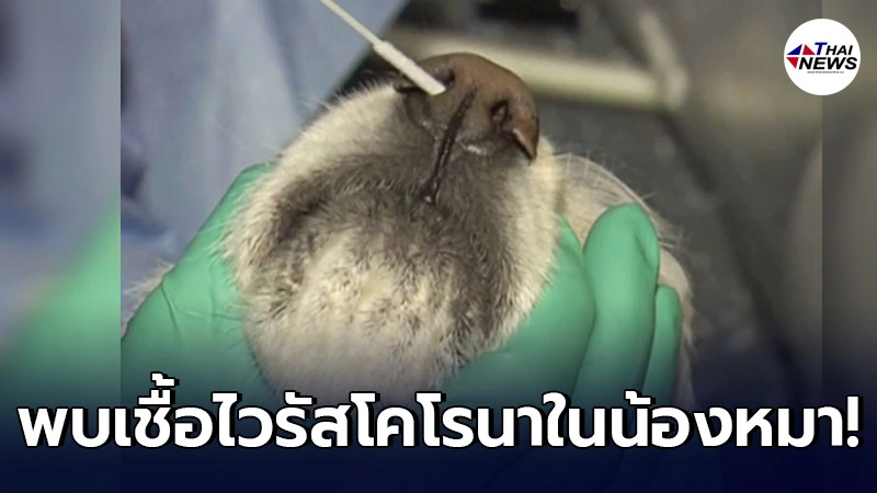 นักวิทยาศาสตร์ ตรวจเจอไวรัสโคโรนาที่พบในสุนัข แต่ทำให้มนุษย์ติดเชื้อได้ นักวิทยาศาสตร์ ตรวจเจอไวรัสโคโรนาที่พบในสุนัข แต่ทำให้มนุษย์ติดเชื้อได้