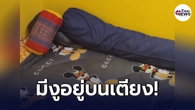 หนุ่มกรี๊ดแตก เกือบเอาชีวิตไม่รอด อสรพิษเลื้อยขึ้นเตียงไม่ทันรู้ตัว