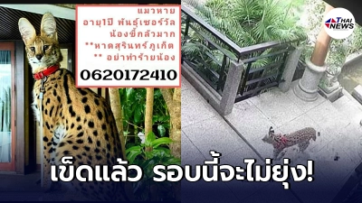 สาวเข็ด ประกาศเลิกช่วยตามหาจูลี่ แมวป่าเซอร์วัล หลังหายออกจากบ้านรอบ 3 สาวเข็ด ประกาศเลิกช่วยตามหาจูลี่ แมวป่าเซอร์วัล หลังหายออกจากบ้านรอบ 3