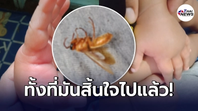 แม่โพสต์เตือนภัยช่วงฝนตก ร่างแมลงนอนอยู่บนพื้น กลับยังสามารถปล่อยพิษใส่