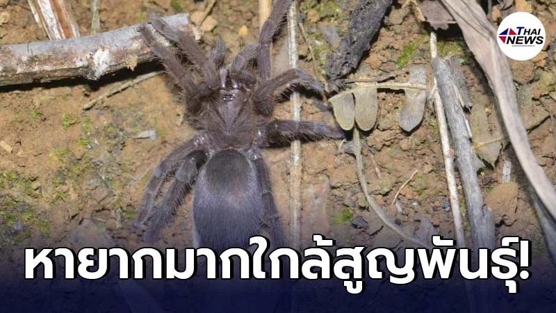 นักวิทยาศาสาตร์พบแมงมุมกินนกใกล้สูญพันธุ์ในเขตอนุรักษ์ฯหนานกุ่นเหอ นักวิทยาศาสาตร์พบแมงมุมกินนกใกล้สูญพันธุ์ในเขตอนุรักษ์ฯหนานกุ่นเหอ