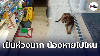 สาวตกใจ น้องหมาจรโดนรถชนหายตัวในวันที่ฝนตก พบภาพประทับใจชื่นชมน้องๆพนง. สาวตกใจ น้องหมาจรโดนรถชนหายตัวในวันที่ฝนตก พบภาพประทับใจชื่นชมน้องๆพนง.