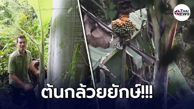 เปิดภาพ"ต้นกล้วยยักษ์"สูงถึง 20 เมตร ใบยาว 5 เมตร ออกผล 300 ลูก