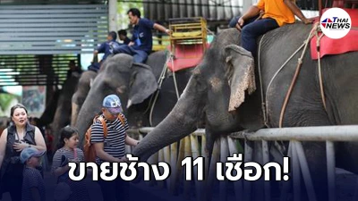 เซ่นพิษโควิด สวนเสือศรีราชา ประกาศขายช้างยกโขลง 11 เชือก เซ่นพิษโควิด สวนเสือศรีราชา ประกาศขายช้างยกโขลง 11 เชือก