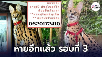 จูลี่ แมวป่าเซอร์วัล หายออกจากบ้านอีกแล้ว ชาวเน็ตเริ่มระอา จูลี่ แมวป่าเซอร์วัล หายออกจากบ้านอีกแล้ว ชาวเน็ตเริ่มระอา