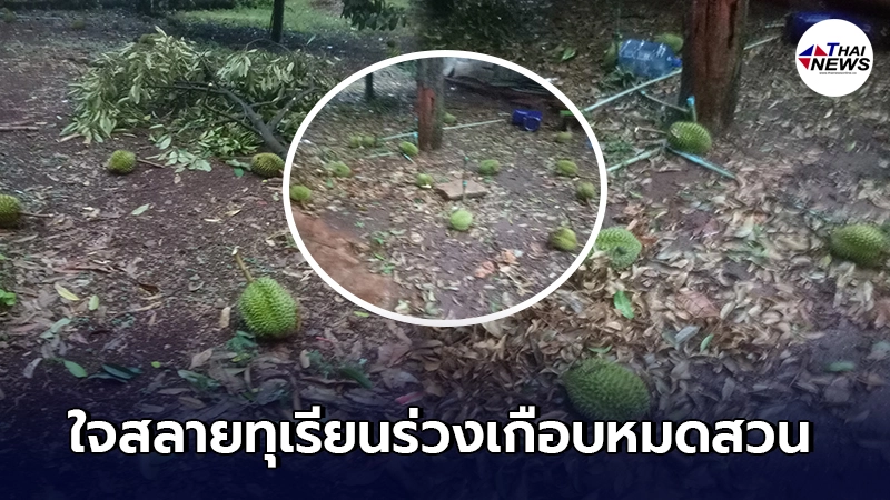 ชาวสวนทุเรียนน้ำตาตก กำลังจะได้ตัดขาย กลับถูกพายุถล่มซัดร่วงเกือบหมดสวน ชาวสวนทุเรียนน้ำตาตก กำลังจะได้ตัดขาย กลับถูกพายุถล่มซัดร่วงเกือบหมดสวน