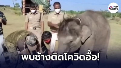 ไม่ได้ระบาดแค่ในคนแล้ว "อินเดีย"พบช้างติดโควิด-19 อื้อ