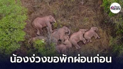 สุดเอ็นดู เผยภาพโขลงช้างป่าซุปตาร์ นอนหลับปุ๋ยพักผ่อนกลางป่าที่ยูนนาน