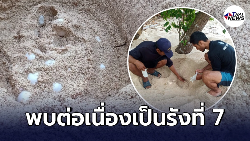 อช.อ่าวสยาม พบแม่เต่าขึ้นมาวางไข่ต่อเนื่องเป็นรังที่ 7 อีก 155 ฟอง อช.อ่าวสยาม พบแม่เต่าขึ้นมาวางไข่ต่อเนื่องเป็นรังที่ 7 อีก 155 ฟอง