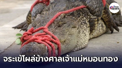 เจ้าหน้าที่ช่วยกันจับจระเข้น้ำจืด หลังโผล่ข้างศาลเจ้าแม่หมอนทอง