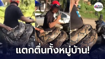 ชาวบ้านแตกตื่น หนุ่มจับเหลือมยักษ์ 200 กก. พันรอบเอว พาขึ้นซ้อนมอเตอร์ไซค์