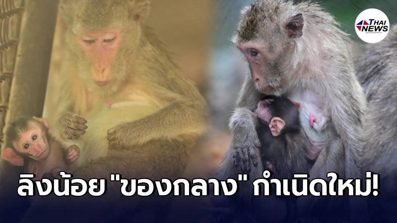 ลิงของกลางให้กำเนิดลูกน้อย ยังไม่ทราบเพศ แม่หวงไม่ยอมปล่อยห่าง ลิงของกลางให้กำเนิดลูกน้อย ยังไม่ทราบเพศ แม่หวงไม่ยอมปล่อยห่าง