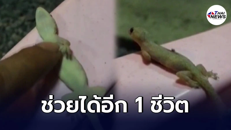 นาทีชีวิต! หนุ่มกู้ภัยใช้นิ้วปั๊มทำ CPR จิ้งจก หลังตกจากหลังคาจนฟื้น