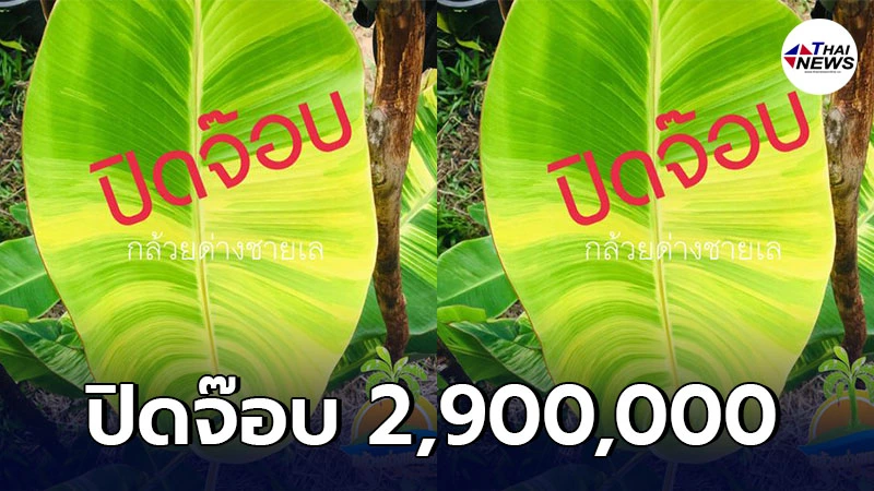 เจ้าของแจงดราม่าปั่นราคา หลังขายต้นกล้วยหอมจำปาด่าง 2.9 ล้าน เจ้าของแจงดราม่าปั่นราคา หลังขายต้นกล้วยหอมจำปาด่าง 2.9 ล้าน
