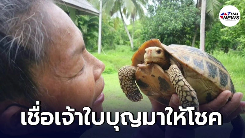 คุณยายพบเต่าสีเหลืองทองในวันพระใหญ่ เก็บเลี้ยงอย่างดี ฉลาดล้ำไม่ซ้ำใคร
