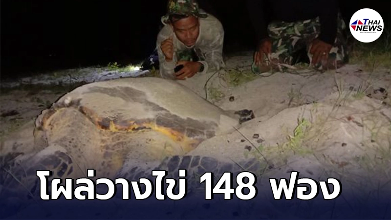 เต่ากระ "แม่ศรีจันทร์" โผล่วางไข่ 148 ฟอง เผยเป็นรังที่ 5 บนเกาะทะลุ