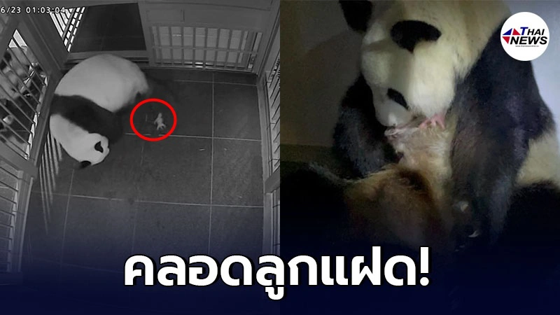 สุดน่ารัก "แพนด้ายักษ์ ชินชิน" คลอดลูกแฝดในสวนสัตว์ญี่ปุ่น