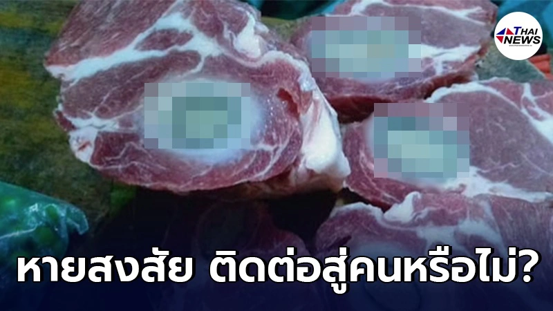 กรมปศุสัตว์เผยชัด "ฝีหนองในเนื้อหมู" จะติดต่อสู่คนหรือไม่