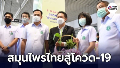 สธ. ชูฟ้าทะลายโจร-กระชาย เดินหน้าร่วมกับมหิดลวิจัยเต็มรูปแบบ​สู้โควิด