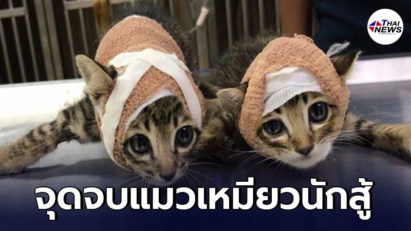 จุดจบสายซ่า 2 แมวเหมียวจอมแสบ ยกพวกรุมกัดสุนัข สุดท้ายได้เฝือกมาตัวละอัน จุดจบสายซ่า 2 แมวเหมียวจอมแสบ ยกพวกรุมกัดสุนัข สุดท้ายได้เฝือกมาตัวละอัน