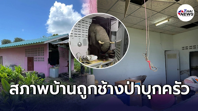 เปิดสาเหตุช้างป่าบุกบ้าน โผล่หาอาหารทำลายห้องครัวพังเสียหาย