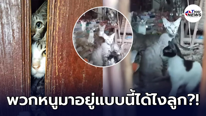 กลุ่มอนุรักษ์สัตว์ได้รับแจ้งให้ตรวจสอบบ้านหลังหนึ่ง ตกใจพบแมวจำนวนมาก กลุ่มอนุรักษ์สัตว์ได้รับแจ้งให้ตรวจสอบบ้านหลังหนึ่ง ตกใจพบแมวจำนวนมาก