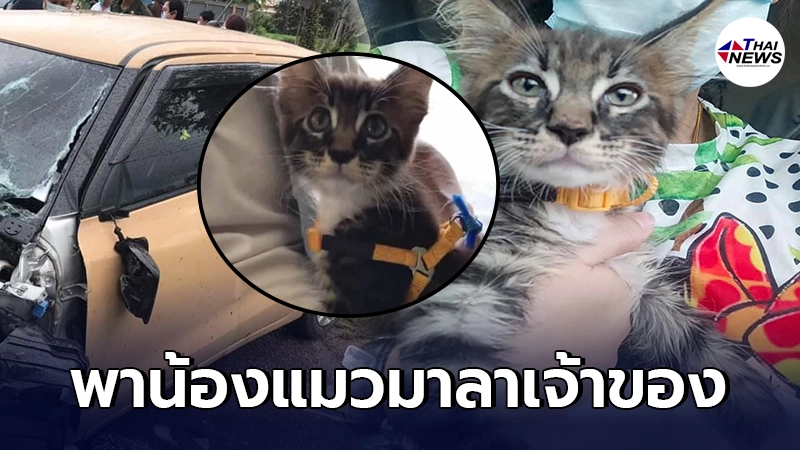 สุดเศร้า ญาตินำ "รูสก้า" แมวที่รอดชีวิตมาร่วมงานศพ หลังเจ้าของถูก BMW ชนดับ สุดเศร้า ญาตินำ "รูสก้า" แมวที่รอดชีวิตมาร่วมงานศพ หลังเจ้าของถูก BMW ชนดับ