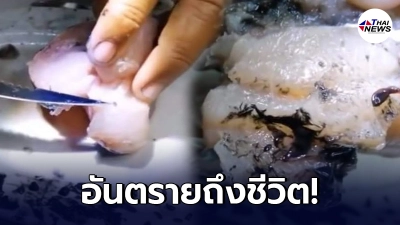 นักวิจัยเตือนสายปลาดิบ ปลา-กุ้ง-หอยไม่ควรกินดิบ เสี่ยงพยาธิเพียบ นักวิจัยเตือนสายปลาดิบ ปลา-กุ้ง-หอยไม่ควรกินดิบ เสี่ยงพยาธิเพียบ