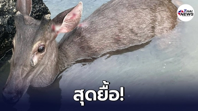 เจ้าหน้าที่อุทยานฯ เข้าช่วยกวางป่า​ถูกสุนัขกัด สุดท้ายทนบาดเจ็บไม่ไหว