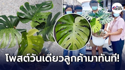 แม่ค้าต้นไม้ 1.4 ล้าน เปิดใจ "โพสต์วันเดียวขายออก" เผยได้มาราคาทุน 5 แสน