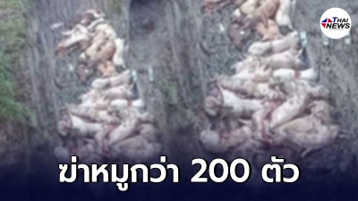 หาดใหญ่ผวา! "โรคเพิร์ส" ระบาดในหมู ต้องฆ่าหมูยกฟาร์มกว่า 200 ตัว
