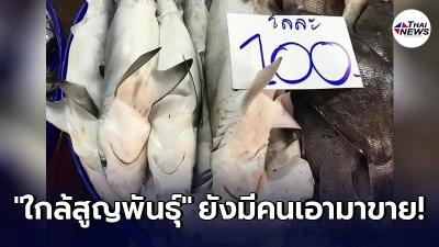 ลูกฉลามใกล้สูญพันธุ์ ถูกวางขายในตลาดราคากิโลละแค่ 100 บ.