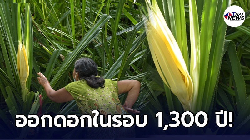 ชาวบ้านฮือฮา ต้นลำเจียกโบราณ ออกดอกครั้งแรก เชื่อคลายคำสาป 1,300 ปี ที่แล้ว ชาวบ้านฮือฮา ต้นลำเจียกโบราณ ออกดอกครั้งแรก เชื่อคลายคำสาป 1,300 ปี ที่แล้ว