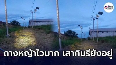 ถางหญ้าไวมาก หลังถูกเเฉติดตั้งเสาไฟกินรีในซอย มีเเต่พงหญ้าขึ้นสูงไร้ถนน
