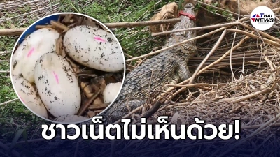 แจงปมดราม่า หลังจับ จระเข้ดุร้าย ไล่งับชาวบ้านไปปล่อยสถานที่พักฟื้น