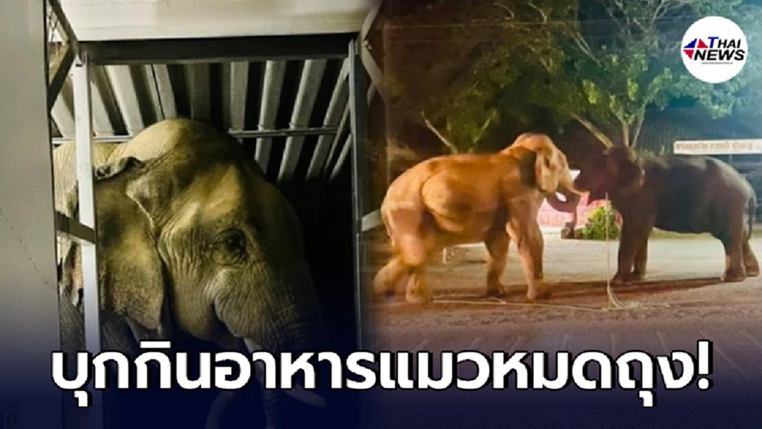 มาอีกแล้ว! "ช้างป่า" บุญมี-บุญช่วย บุกบ้านชาวบ้าน ขโมยกินอาหารแมวหมดถุง