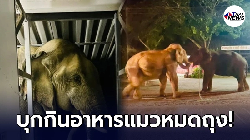 มาอีกแล้ว! "ช้างป่า" บุญมี-บุญช่วย บุกบ้านชาวบ้าน ขโมยกินอาหารแมวหมดถุง