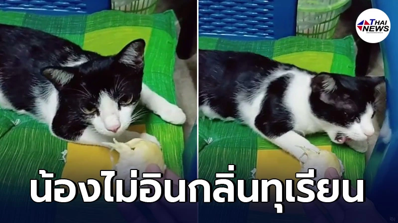 สุดเอ็นดู น้องแมวเหมียวไม่อินทุเรียน โก่งคอทำท่าอาเจียน เมื่อได้กลิ่น